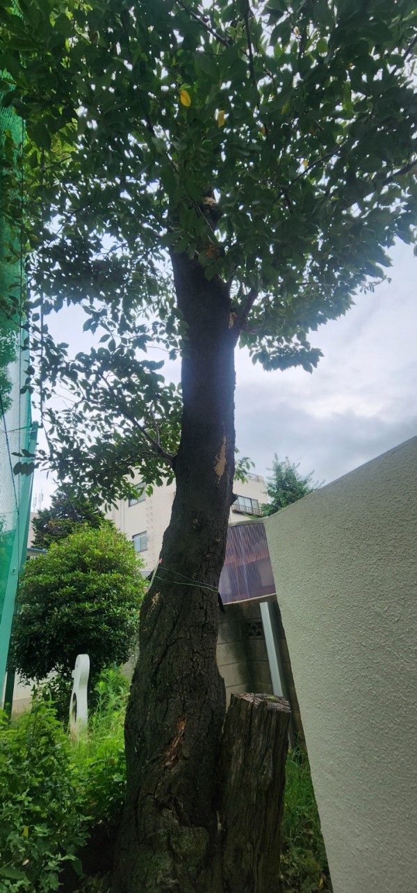 桜古木を伐採して記念品にします